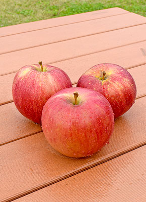 千秋 りんご ぶどうの青木農園 信州山ノ内から産地直送 うんめぇ りんご ぶどう