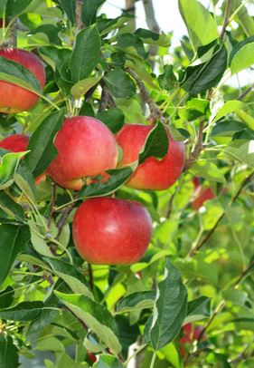 夏明かり（夏あかり）8月から収穫開始。 | りんご・ぶどうの青木農園 